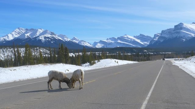 COPY SPACE Two female bighorn sheep lick salt off the asphalt road in the gorgeous Canadian Rockies. Two curious wild sheep wander off pastures and start licking salt off the Icefields Parkway route