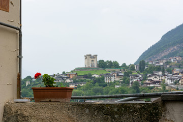 Fototapeta premium Red flower growing from a pot on a wall with cityscape in the background.