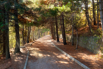 Naklejka premium Walkroad in pine forest with sun beams at Crimea mountains