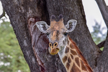 Giraffen im Nationalpark Tsavo Ost, Tsavo West und Amboseli in Kenia