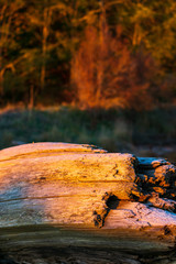 Sunrise First Light Hits Frost Covered Driftwood