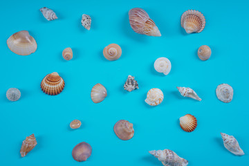 assorted sea shells on blue