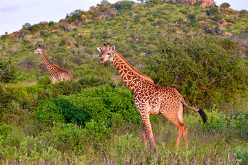 Giraffen im Nationalpark Tsavo Ost, Tsavo West und Amboseli in Kenia