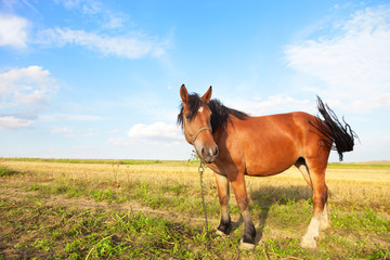 A portrait of brown horse chained during eating grass.
