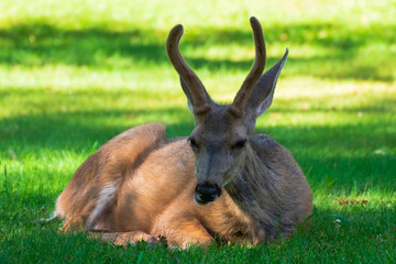 Naklejka na ściany i meble Deer Resting in Capitol Reef National Park, Utah