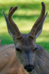 Deer Resting in Capitol Reef National Park, Utah