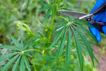 cannabis leaves are cut with metal scissors