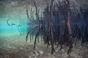 Mangrove prop roots descend into shallow water in Raja Ampat, Indonesia. Mangrove forests serve as ecologically important nurseries and habitats that protect land from erosion.