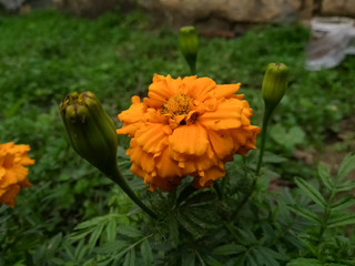 orange flower in the garden