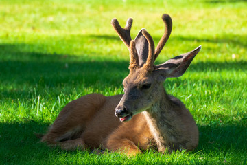 Deer Resting in Capitol Reef National Park, Utah