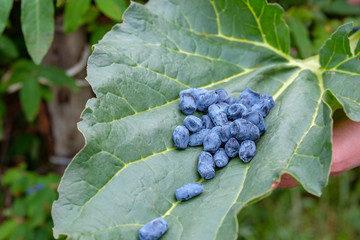 honeysuckle berries on a green big leaf