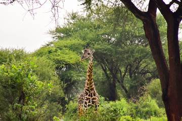 Giraffen im Nationalpark Tsavo Ost, Tsavo West und Amboseli in Kenia