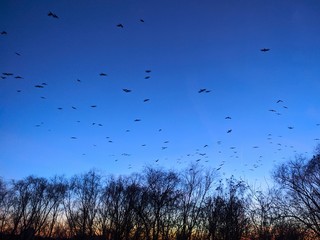 flock of birds in the sky