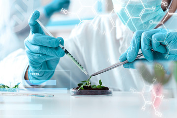 Scientist is conducting experiments, tests with plants in petri dish at laboratory. Biotechnologist is injecting chemical substance to leaves with syringe. Biologist workplace. GMO concept. - obrazy, fototapety, plakaty