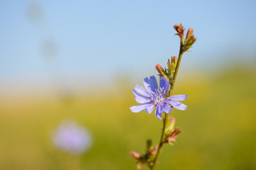 Die Bachblüte Wegwarte war in Deutschland die Heilpflanze des Jahres 2020, The Bach flower chicory was the medicinal plant of the year 2020 in Germany, Blühende Wegwarte Heilpflanze des Jahres 2020	