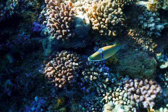 Rhinecanthus assasi under water, Rhinecanthus assasi in the beautiful ocean of egypt, under water photography