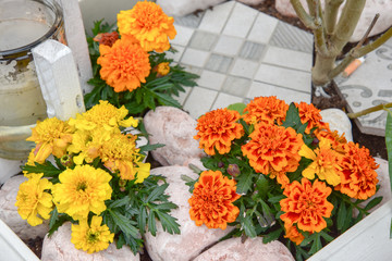 Orange and Yellow flowers by Morning at Spring