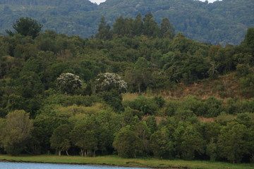 dos arboles con flores blancas rodeado de vegetación y cerros