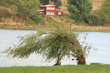 sauce en lago con cerros de fondo