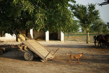 An empty old wooden trailer is stading diagonal next to a green tree on a farm in Pakistan. Next to...
