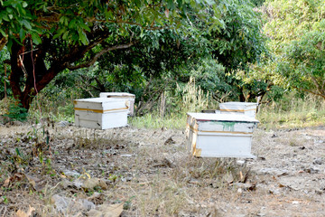 Summer beekeeping under the longan trees of local farmers in Wiang Sa District, Nan Province, Thailand