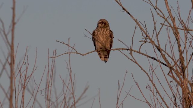 Short eared owl in a tree at sunset on a winter day. 
