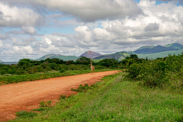 Giraffen im Nationalpark Tsavo Ost, Tsavo West und Amboseli in Kenia