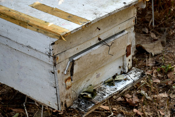 Summer beekeeping under the longan trees of local farmers in Wiang Sa District, Nan Province, Thailand
