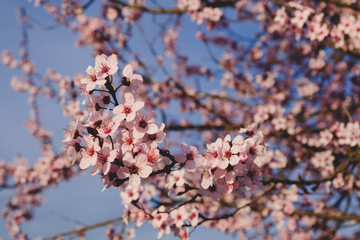 Plum trees with pink flowers in bloom in a sunny day.