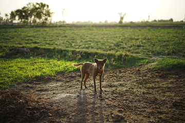 A wary little brown dog is standing insecure on a farm in Pakistan and wants to run away.