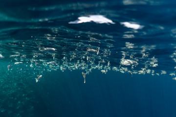 Mugil cephalus fish under the surface of the egypt ocean