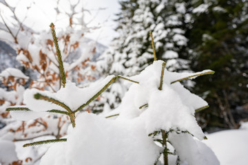 snowy winter in the mountains detail