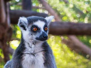 Lemur portrait 