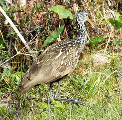 Brown Wading Limpkin Fishing for Claim and In the Cover of Uncultivated Grass in the Florida Natural Wetlands Preserves