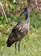 Brown Wading Limpkin Fishing for Claim and In the Cover of Uncultivated Grass in the Florida Natural Wetlands Preserves