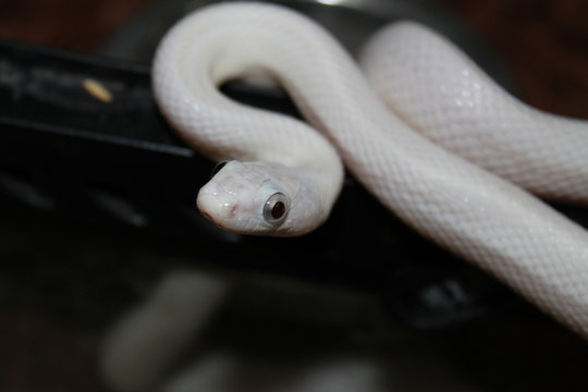Snake