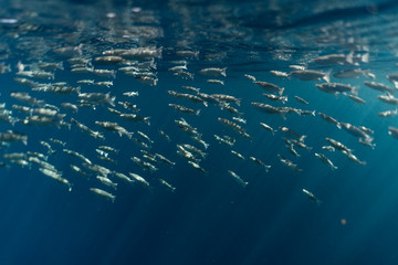 Mugil cephalus fish under the surface of the egypt ocean