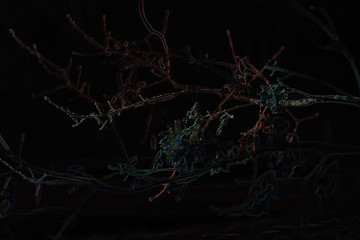  twigs at night