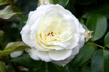 eine wunderschöne weisse Rose