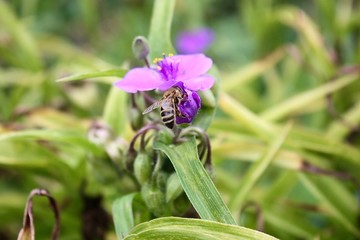 Obraz premium eine fleissige Honigbiene im Garten