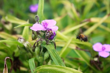 eine Honigbiene bei der Arbeit