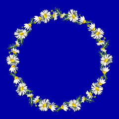 Beautiful wreath of small field daisies on a phantom blue background. Pharmacy medicinal chamomile with leaves. Realistic style. Spring pattern.