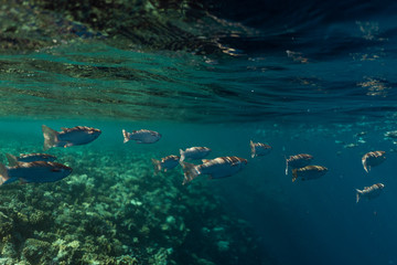 Mugil cephalus fish under the surface of the egypt ocean