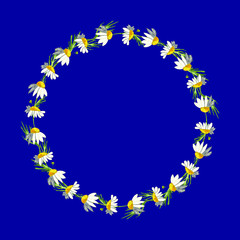 Beautiful wreath of field daisies on a phantom blue background. Pharmacy medicinal chamomile with leaves. Realistic style. Spring pattern. Rustic decor.