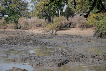 Elephant in Mana Pools National Park, Zimbabwe