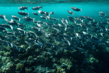 Mugil cephalus fish under the surface of the egypt ocean