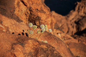 Flowering plants at dawn among the rocks in the desert.