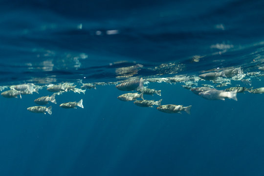 Mugil cephalus fish under the surface of the egypt ocean
