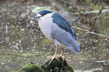 Black Crowned Night Heron 
