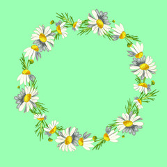 Beautiful wreath of field daisies on a aqua menthe background. Pharmacy medicinal chamomile with leaves. Realistic style. Spring pattern. Rustic decor.